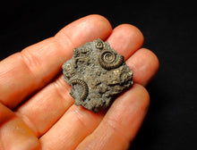 Load image into Gallery viewer, Full pyrite multi-ammonite fossil (35 mm)
