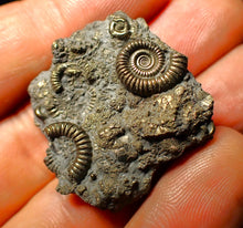 Load image into Gallery viewer, Full pyrite multi-ammonite fossil (35 mm)
