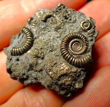 Load image into Gallery viewer, Full pyrite multi-ammonite fossil (35 mm)
