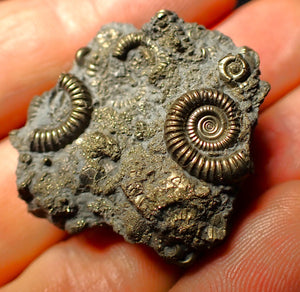 Full pyrite multi-ammonite fossil (35 mm)