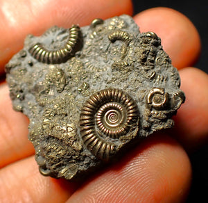 Full pyrite multi-ammonite fossil (35 mm)