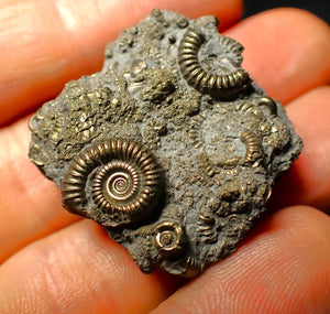 Full pyrite multi-ammonite fossil (35 mm)