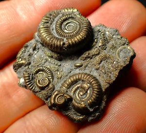 Full pyrite multi-ammonite fossil (35 mm)