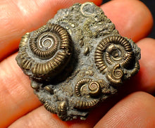 Load image into Gallery viewer, Full pyrite multi-ammonite fossil (35 mm)
