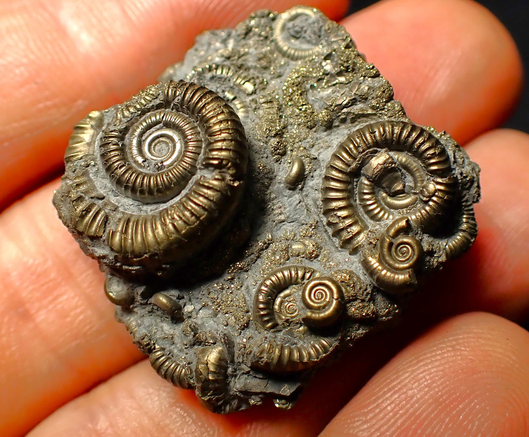 Full pyrite multi-ammonite fossil (35 mm)