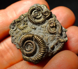 Full pyrite multi-ammonite fossil (35 mm)