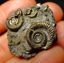 Load image into Gallery viewer, Full pyrite multi-ammonite fossil (35 mm)
