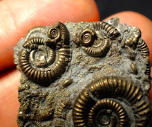 Load image into Gallery viewer, Full pyrite multi-ammonite fossil (35 mm)
