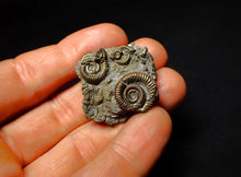 Load image into Gallery viewer, Full pyrite multi-ammonite fossil (35 mm)
