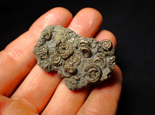 Load image into Gallery viewer, Full pyrite multi-ammonite fossil (45 mm)
