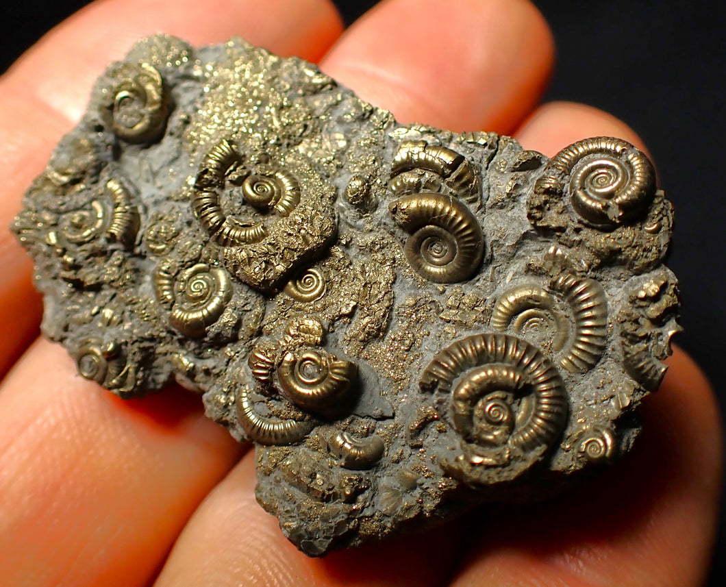 Full pyrite multi-ammonite fossil (45 mm)