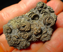 Load image into Gallery viewer, Full pyrite multi-ammonite fossil (45 mm)
