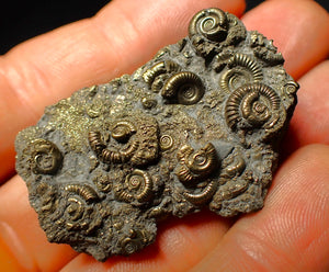 Full pyrite multi-ammonite fossil (45 mm)