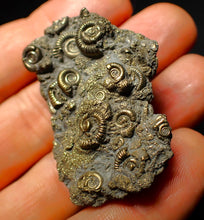 Load image into Gallery viewer, Full pyrite multi-ammonite fossil (45 mm)
