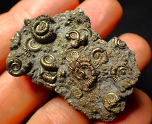 Load image into Gallery viewer, Full pyrite multi-ammonite fossil (45 mm)
