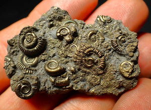 Full pyrite multi-ammonite fossil (45 mm)