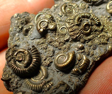 Load image into Gallery viewer, Full pyrite multi-ammonite fossil (45 mm)
