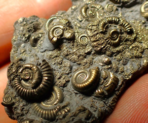 Full pyrite multi-ammonite fossil (45 mm)