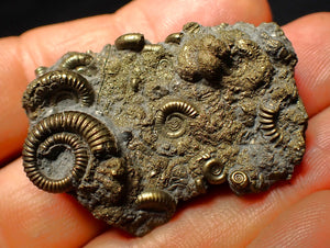 Full pyrite multi-ammonite fossil (45 mm)