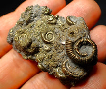 Load image into Gallery viewer, Full pyrite multi-ammonite fossil (45 mm)
