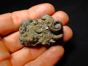 Full pyrite multi-ammonite fossil (45 mm)