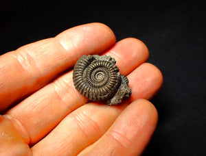 Full pyrite multi-ammonite fossil (28 mm)