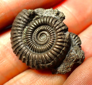 Full pyrite multi-ammonite fossil (28 mm)