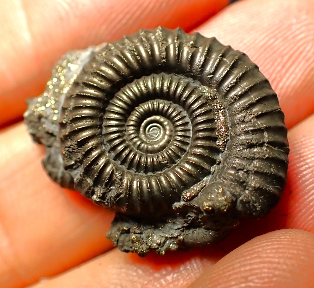 Full pyrite multi-ammonite fossil (28 mm)