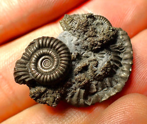 Full pyrite multi-ammonite fossil (28 mm)