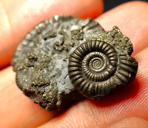 Full pyrite multi-ammonite fossil (28 mm)