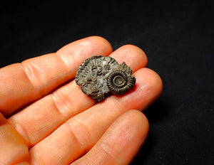 Full pyrite multi-ammonite fossil (28 mm)