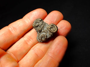 Full pyrite multi-ammonite fossil (26 mm)