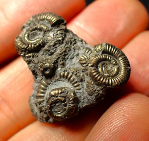 Full pyrite multi-ammonite fossil (26 mm)