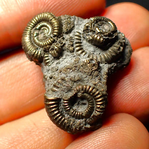 Full pyrite multi-ammonite fossil (26 mm)