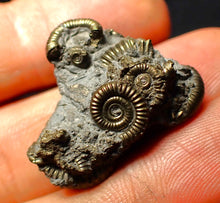 Load image into Gallery viewer, Full pyrite multi-ammonite fossil (26 mm)
