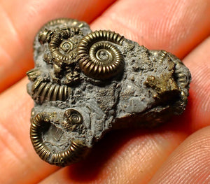 Full pyrite multi-ammonite fossil (26 mm)