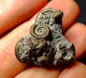 Full pyrite multi-ammonite fossil (26 mm)