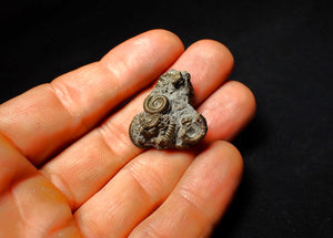 Full pyrite multi-ammonite fossil (26 mm)