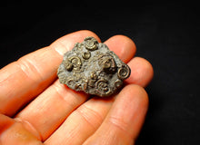 Load image into Gallery viewer, Full pyrite multi-ammonite fossil (35 mm)
