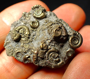 Full pyrite multi-ammonite fossil (35 mm)