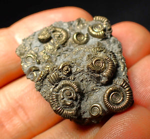 Full pyrite multi-ammonite fossil (35 mm)