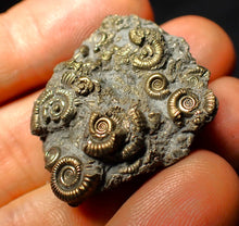 Load image into Gallery viewer, Full pyrite multi-ammonite fossil (35 mm)
