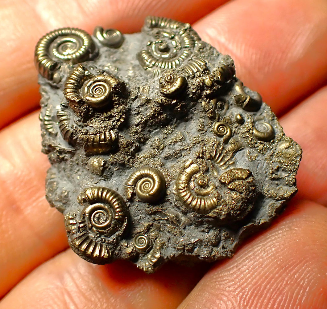 Full pyrite multi-ammonite fossil (35 mm)