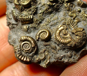 Full pyrite multi-ammonite fossil (35 mm)