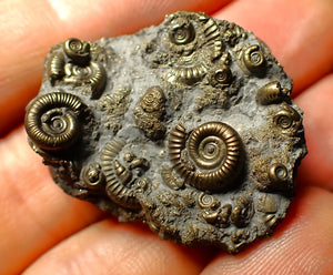 Full pyrite multi-ammonite fossil (35 mm)