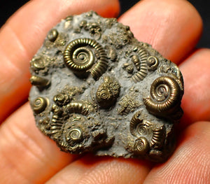 Full pyrite multi-ammonite fossil (35 mm)