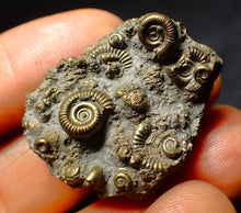 Load image into Gallery viewer, Full pyrite multi-ammonite fossil (35 mm)
