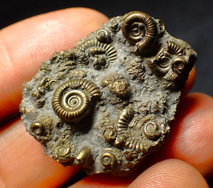 Full pyrite multi-ammonite fossil (35 mm)