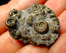 Load image into Gallery viewer, Full pyrite multi-ammonite fossil (35 mm)
