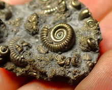 Load image into Gallery viewer, Full pyrite multi-ammonite fossil (35 mm)
